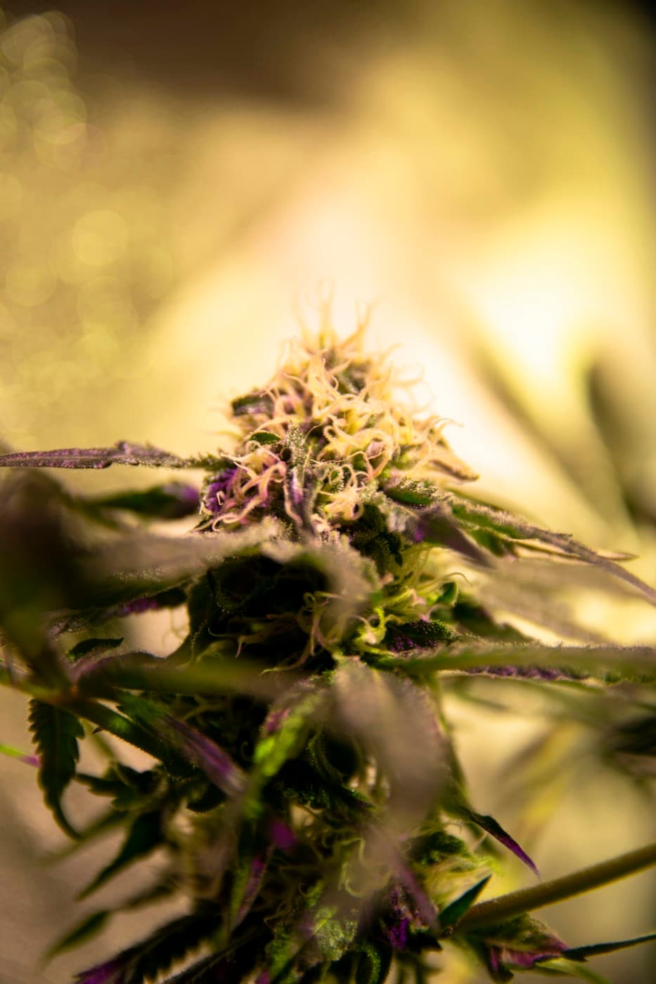 Médica analisando frasco de óleo de cannabis